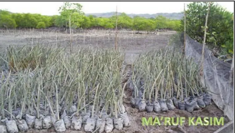 Gambar 11.9: Persemaian bibit mangrove  Sumber: google.image 