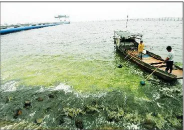 Gambar 11.3: Pencemaran di Laut akibat pembuangan limbah  Sumber: google.image 