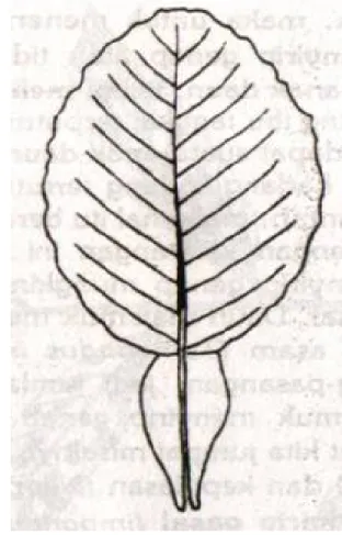 Gambar 20.  Tipe-tipe daun majemuk                                     Gambar 21.  Daun majemuk                                                                                                    beranak daun satu pada Citrus sp   