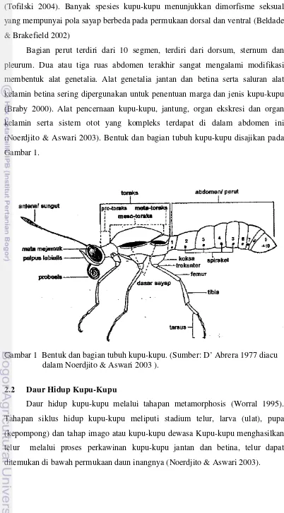 Gambar 1  Bentuk dan bagian tubuh kupu-kupu. (Sumber: D’ Abrera 1977 diacu  