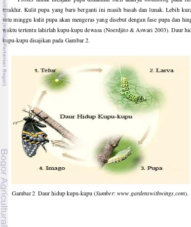 Gambar 2  Daur hidup kupu-kupu (Sumber: www.gardenswithwings.com). 