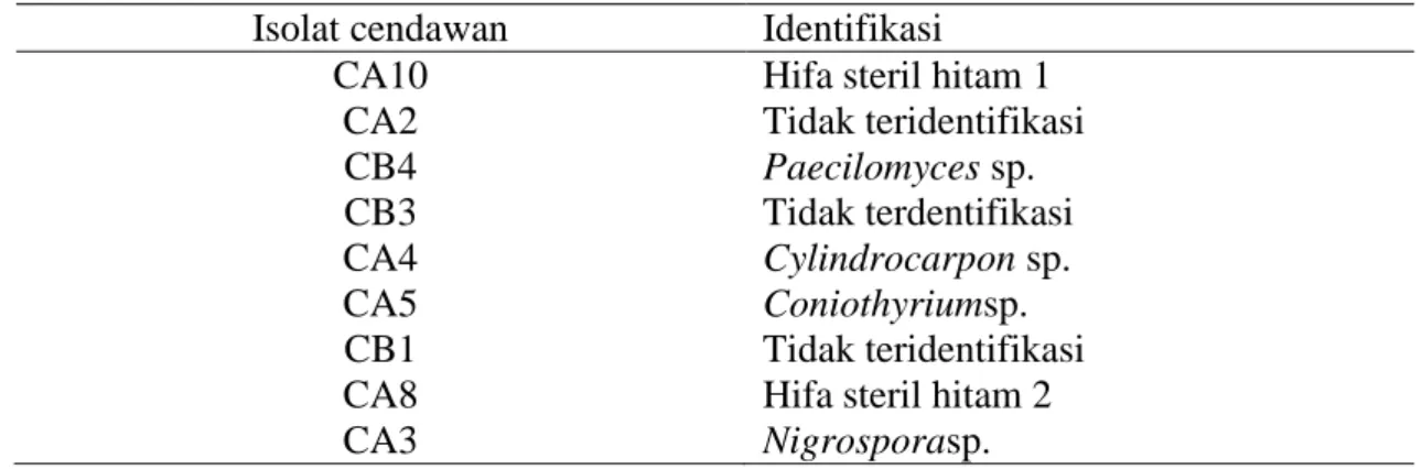 Tabel 2.  Identifikasi isolat cendawan yang berpotensi sebagai agens antagonis 