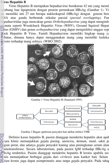 Gambar 1 Virus Hepatitis B (Stannard 1995) 