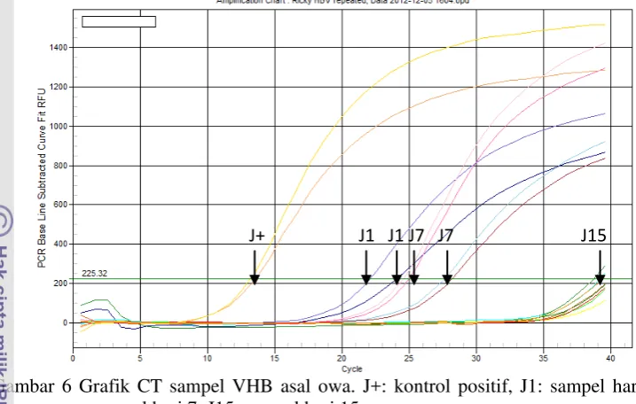 Gambar 7 Grafik CT hasil  real time PCR sampel VHB asal manusia. H+: kontrol positif, 