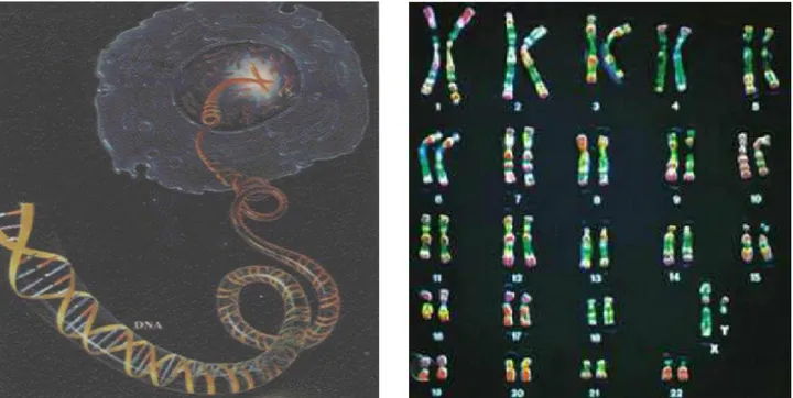 Gambar 1. Gambaran skematis yang menunjukkan hubungan antara sel dengan kromosom dan DNA  dalam inti sel (kiri)