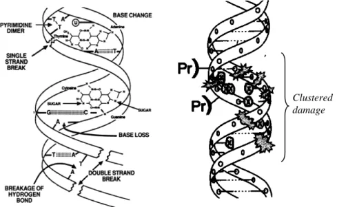 Gambar 2. Kerusakan pada struktur DNA akibat pajanan radiasi pengion. 