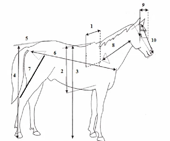Gambar 1. Ukuran Tubuh Kuda