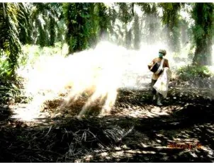 Gambar 5. Infus akar di Kebun Sei Air Hitam 