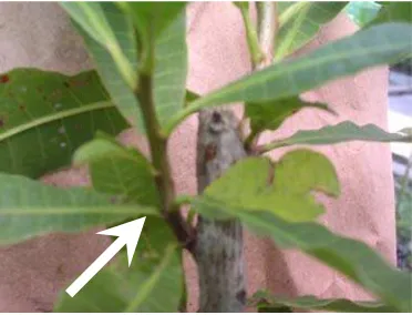 Gambar 2.  Konidia  Botryodiplodia theobromae pada tanaman Jeruk.  