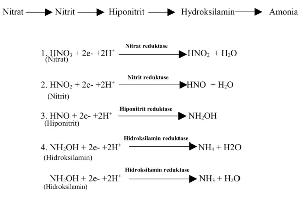 Gambar 2.  Proses denitrifikasi  5. Asimilasi Nitrogen 