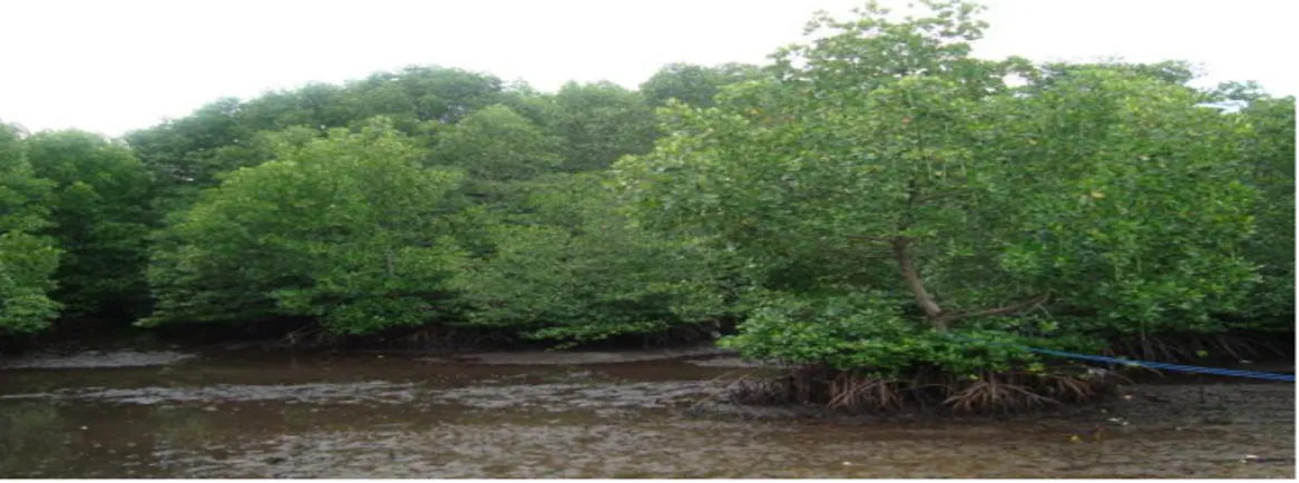 Gambar 1.1. Hutan Mangrove Rhizophora Aficulata yang umumnya di  jumpai di Perairan Sanga-Sanga 