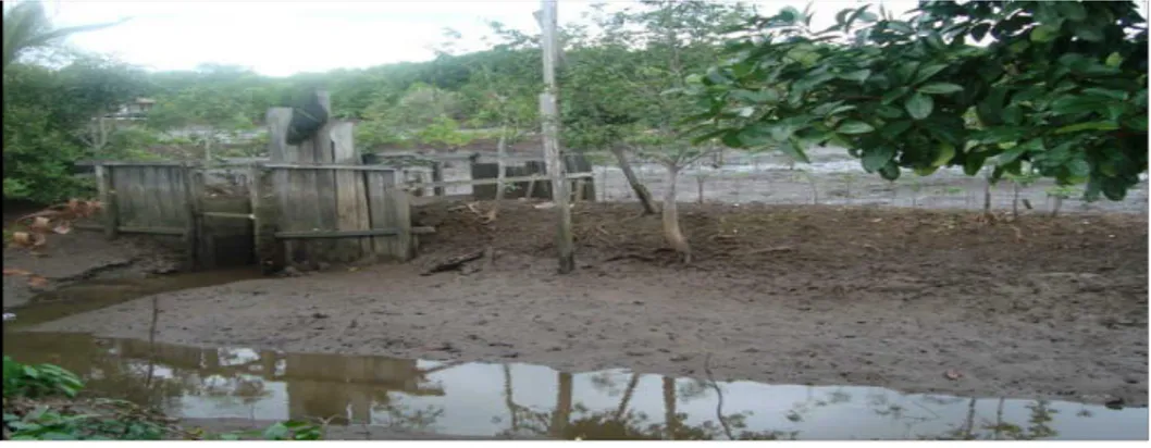 Gambar 1.2. Kondisi Hutan Mangrove yang rusak 