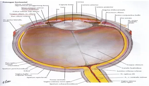 Gambar 2.1 Anatomi Mata  (Sumber: Netter ed.5) 