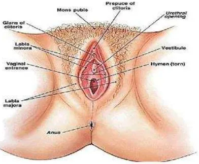 Gambar 1 Organ Genitalia Eksterna Wanita 37 