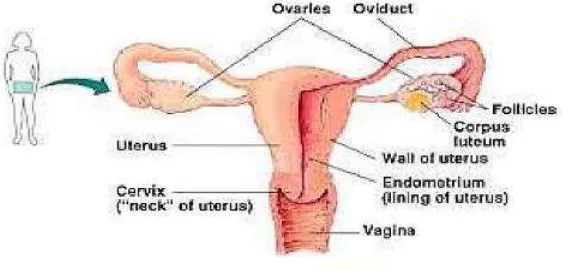 Gambar 2 Organ Genitalia Interna Wanita 37 
