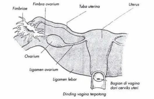 Gambar 3 Organ Reproduksi Pandangan Posterior 36 