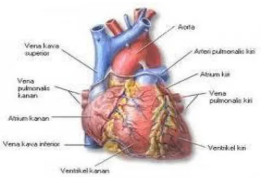 Gambar 1 : Jantung tampak depan 