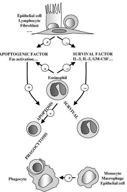 Gambar 2.4 Efek kortikosteroid pada kelangsungan hidup dan apoptosis 