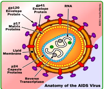 Gambar 2.1. Struktur anatomi HIV (TeenAIDS, 2008) 