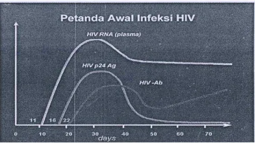 Gambar 2.2 Petanda HIV pada Infeksi Akut (Sumber: Nasronudin, 2006)  