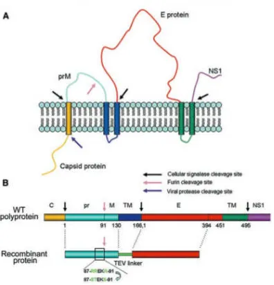 Gambar 6 (A) Wilayah polyprotein N terminal melalui retikulum 