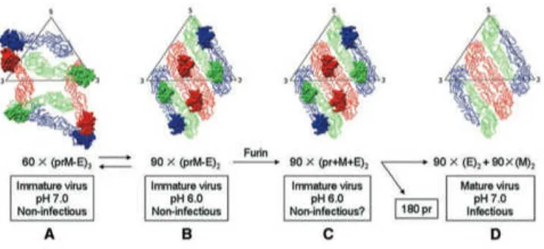 Gambar 7 Pengaturan protein prM dan E selama proses maturasi virus39