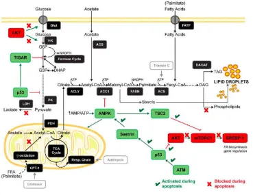 Gambar 4 Hubungan Fatty Acid Synthase (FASN) dan Lipid Droplet (LD)35 