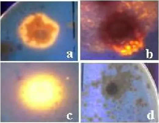 Gambar 3 Pengamatan mikroskopis (400 x) morfologi    rantai spora Streptomyces; AJB 4(3) (a), AJB  4(5) (b), AJB 4(4) (c), AJB 4(1) (d), APG 5(4)  (e), dan non Streptomyces CX 12(1) (f)