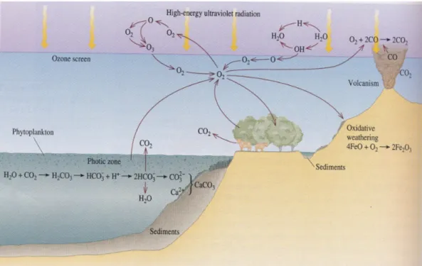 Gambar 5. Siklus Oksigen (Reni Desmiarti, 2014)