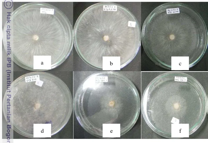 Gambar 2  Koloni R. solani pada PDA yang telah diracuni dengan filtrat senyawa bioaktif antifungi R