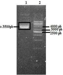 Gambar 1 Elektroforegram genom  L. plantarum S34 (1) genom L. plantarum S34; (2) marker DNA 1 kb  