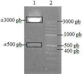 Gambar 4 Hasil seleksi koloni biru-putih dari E. coli DH5α yang membawa plasmid rekombinan plnS 