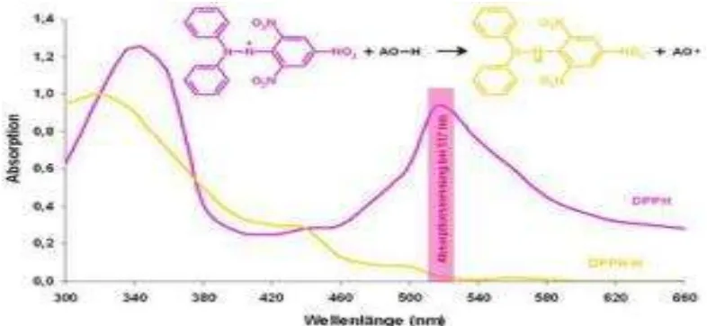 Gambar  6.  Perubahan warna larutan pada reaksi radikal DPPH dengan antioksidan (Witt et al, 2010) 