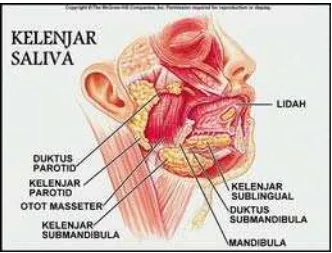 Gambar 1: Kelenjar saliva (The McGraw Hill’s Company. Digestive Canal.System: Anatomy & Histology of the Alimentary 2006.<http://legacy.owensboro.kctcs.edu/gcaplan/anat2/notes/APIINotes8%20Digestive%20Anatomy.htm> 