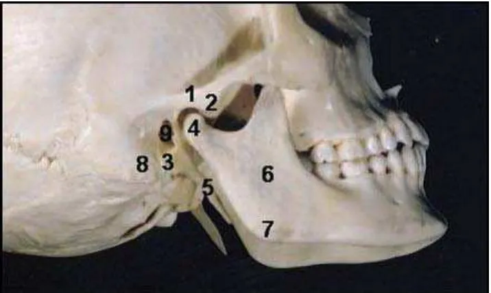Gambar 2: Pandangan lateral dari tengkorak yang menunjukkan relasi lokasi kelenjar parotis