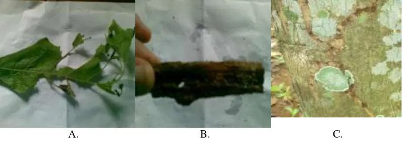 Gambar 1.  A) Daun yang Dimakan Ulat Jati ; B) Batang Jati yang Terserang Rayap Tanah                    dan C) Batang yang Terserang Rayap Tanah 