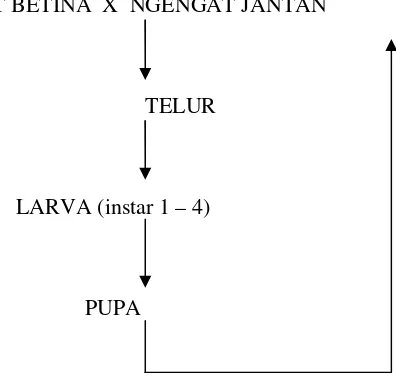 Gambar 6. Siklus Hidup Ulat Kantong (Darwiati et.al., 2005; Pracaya, 2007)