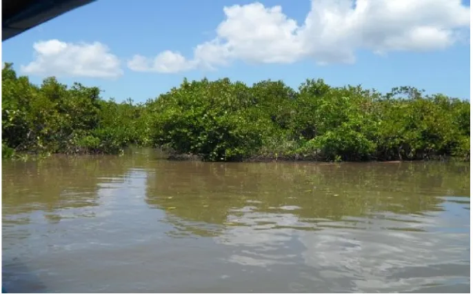 Gambar 1. Lokasi Penelitian Hutan Mangrove Segara Anakan, Cilacap