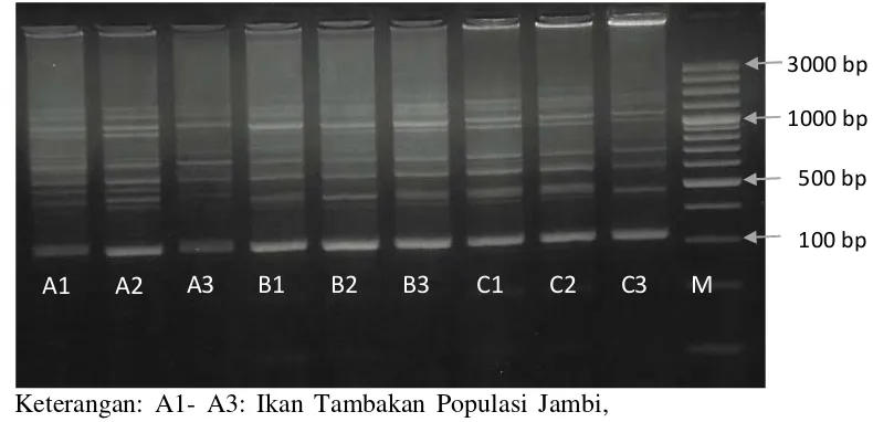 Gambar 1. Amplifikasi OPA-2 pada ikan Tambakan populasi Jambi, Jawa Barat dan