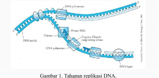 Gambar 1. Tahapan replikasi DNA.