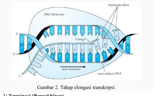 Gambar 2. Tahap elongasi transkripsi.