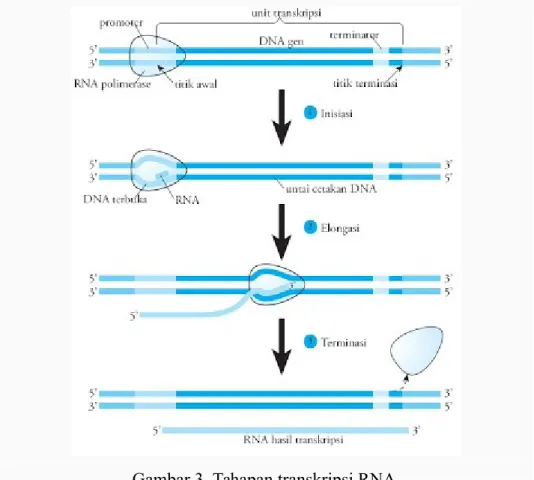 Gambar 3. Tahapan transkripsi RNA.