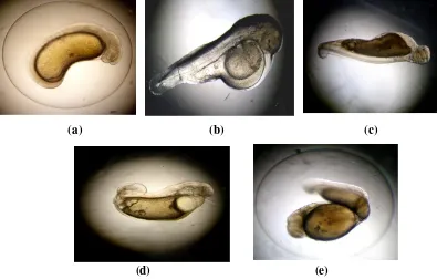 Gambar 1. Pengaruh stressor suhu pada perkembangan embrio ikan nilem (Osteochilus hasselti                                       d
