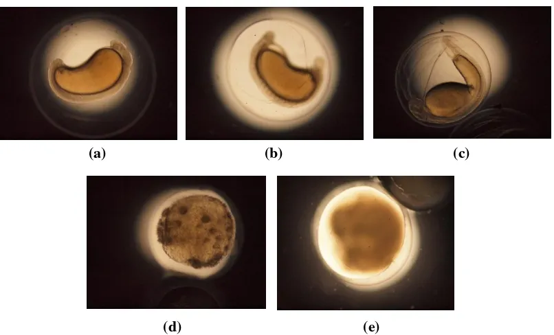 Gambar 2. Pengaruh stressor salinitas pada perkembangan embrio ikan nilem (Osteochilus hasselti)