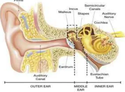 Gambar 2.1 Anatomi Telinga. 