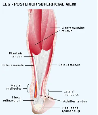 Gambar 1.1: Letak Tendon Achilles 