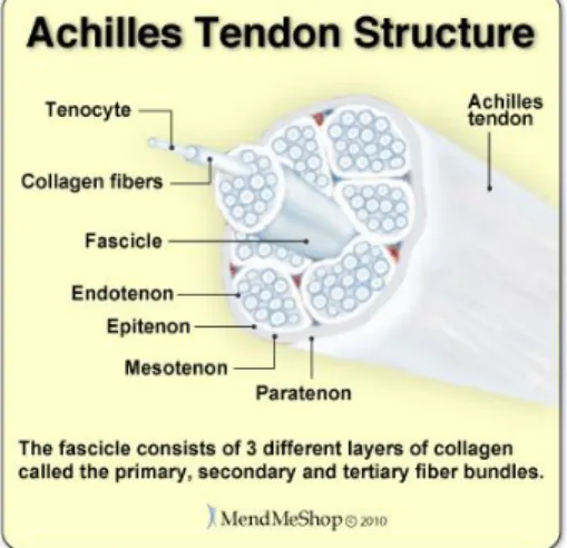 Gambar 1.2: Struktur Tendon 