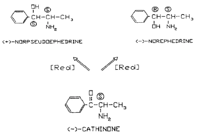 Gambar 7. Reaksi Transformasi Katinona (Ripani et al., 1996) 