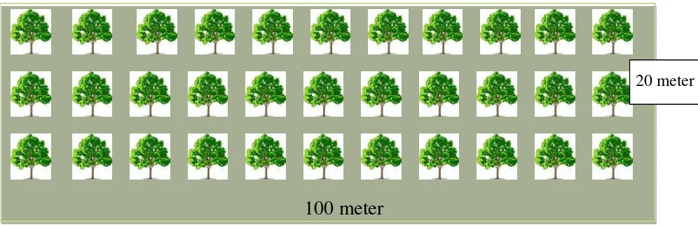 Gambar 4. Bentuk dan ukuran plot pengambilan data biomassa pohon karet 