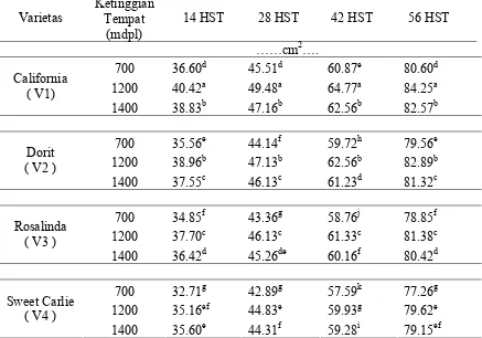 Tabel 2. Luas daun (cm2) beberapa varietas stroberi pada umur 14, 28, 42, dan 56 hst pada ketinggian tempat yang berbeda